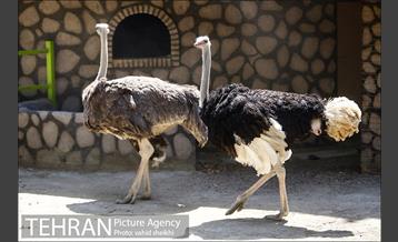 باغ وحش ارم 3