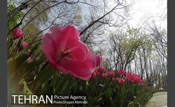 رویش گل های لاله در باغ ایرانی 41