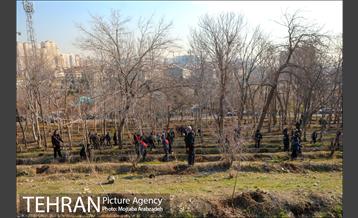 کاشت 2200 اصله نهال در بوستان جنگلی چیتگر 19