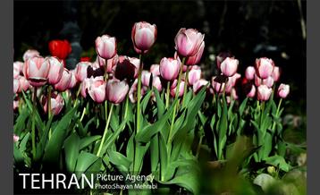 رویش گل های لاله در باغ ایرانی 38