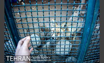 موزه طبیعت و حیات وحش دارآباد تهران 2