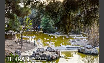 باغ پرندگان 18