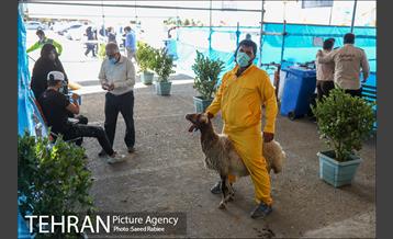 مرکز عرضه دام بهداشتی به مناسبت عید قربان در منطقه 22 تهران 9