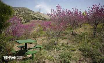 هوای بهاری منطقه 5 17