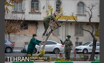 آغاز فصل هرس درختان 7