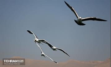 کوچ پرندگان مهاجر به دریاچه شهدای خلیج‌فارس 31