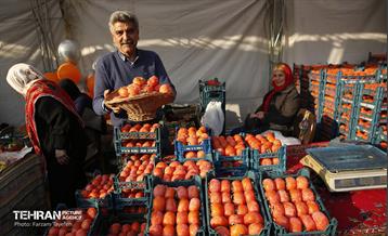 ششمین جشنواره خرمالو 16