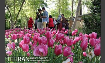 لاله های بهاری بوستان مختاری 12