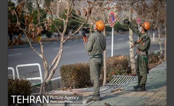 آغاز فصل هرس درختان- 2