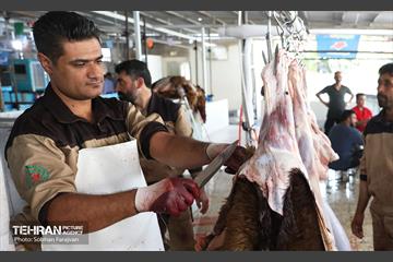 مرکز عرضه دام بهداشتی به مناسبت عید قربان 37