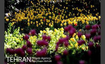 رویش گل های لاله در باغ ایرانی 17