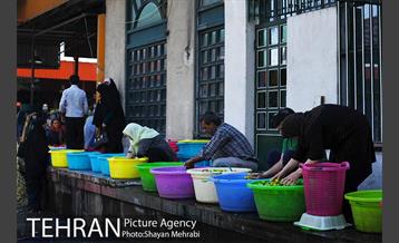 بازار میوه تربار مرکزی 24