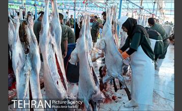 مراکز عرضه بهداشتی دام زنده 28