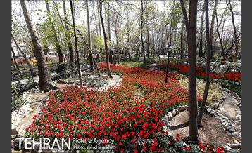 رویش گل های لاله در باغ ایرانی 1
