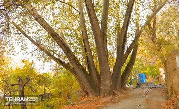 هوای پاییزی پایتخت 36