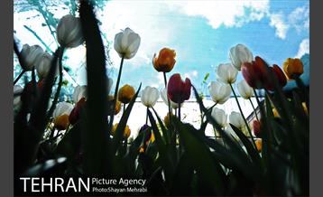 پیاده راه لاله مادران 47