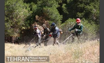 علف زنی بوستانهای تهران برای مقابله با آتش سوزی 7