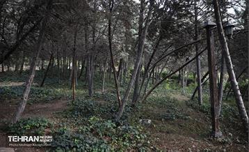 طبیعت پاییزی باغ راه فدک تهران 34