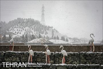 بارش نخستین برف پاییزی در تهران 10