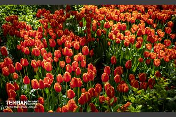 لاله های باغ ایرانی 1