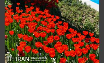 رویش لاله ها در پارک شهر 14