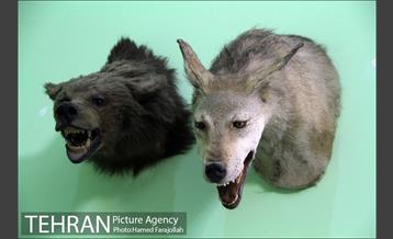 موزه آثار طبیعی و حیات وحش هفت چنار 26