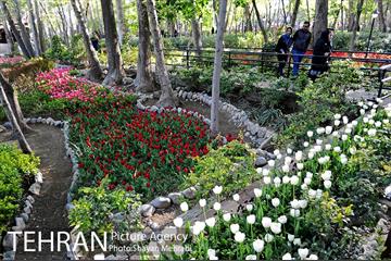 رویش گل های لاله در باغ ایرانی 1