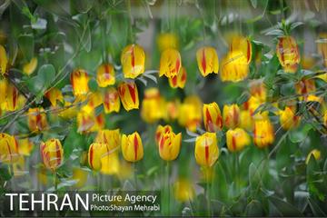 روش گل های لاله در باغ ایرانی 28
