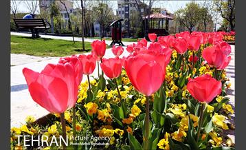 لاله های بوستان یاسمن 3