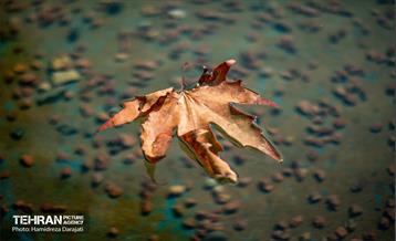 آخرین روزهای پاییزی / حمید رضا درجاتی