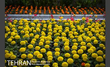 گلکاری در خیابان ولیعصر 14