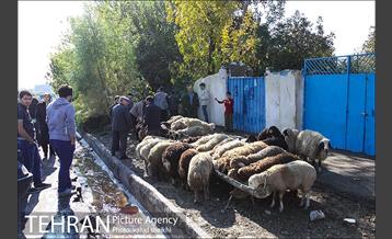 بازار فروش دام در محله طرشت به مناسبت عید قربان 16