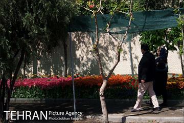 لاله برای مادران 12