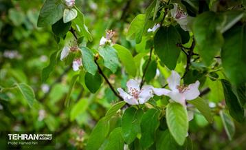 باغ گیاه‌شناسی 27