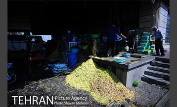 بازار میوه تربار مرکزی 6