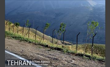 بازدید شهردار تهران از طرح‌های جنگل کاری شمال تهران  13