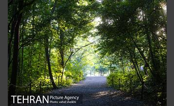 باغ گیاه شناسی ملی ایران  36