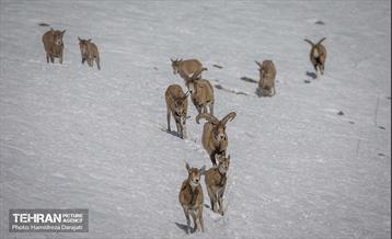 حیات وحش تهران  10