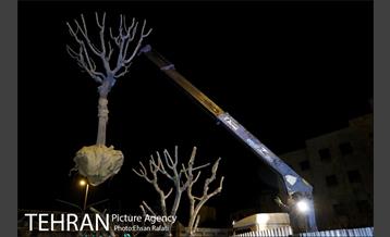 ​جا به جایی درختان گیشا به دلیل ساخت زیرگذر 15