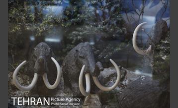 موزه طبیعت و حیات وحش ایران دارآباد‎ 14