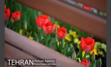 رویش گل های لاله در باغ ایرانی 32