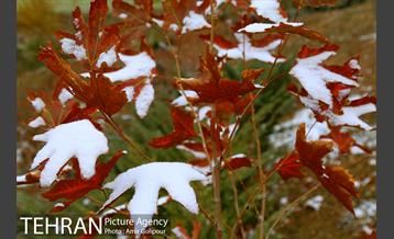 بارش پاییزی برف در ارتفاعات بوستان کوهستانی آبشار تهران‎ 8