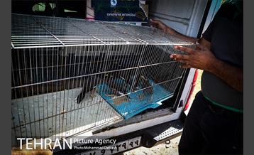 آزادسازی پرندگان و جمع آوری زباله در پارک جنگلی خجیر 1