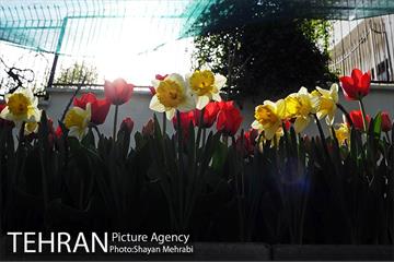 پیاده راه لاله مادران 38