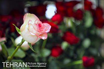 مرکز گل و گیاه ایوار 8