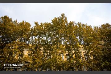 پاییز میدان مشق 11