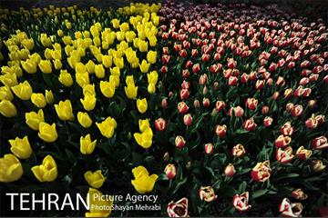 پیاده راه لاله مادران 3