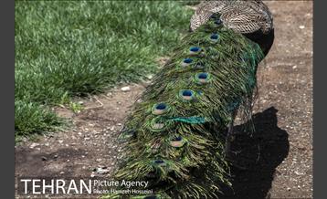 باغ پرندگان تهران 38