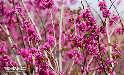 بهار ارغوانی 25