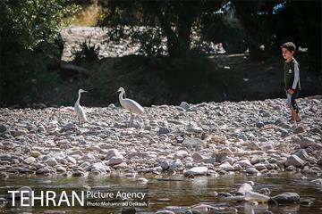 آزادسازی پرندگان و جمع آوری زباله در پارک جنگلی خجیر 28